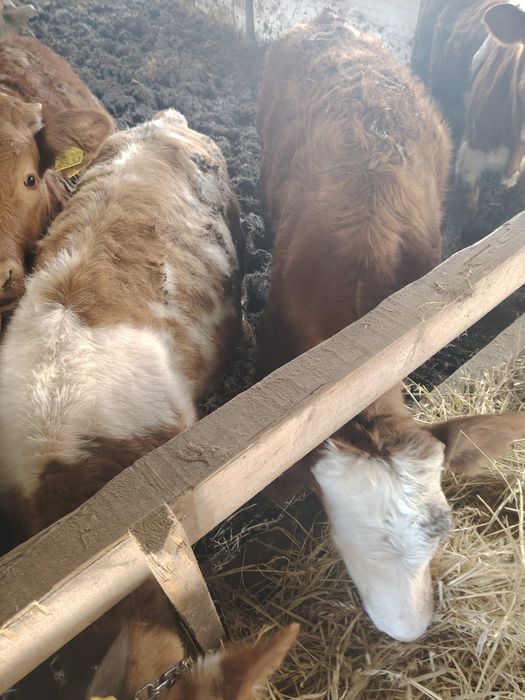 Vitei cu media de 250 kg