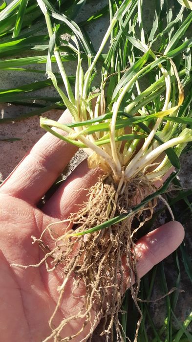 Семена ячменя Элвин