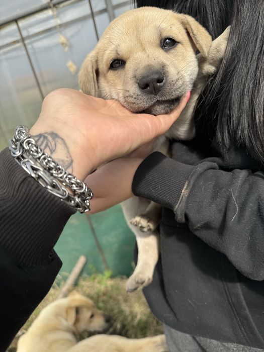 Подарявам кученца