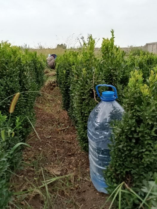 Шамшод 35000 сум