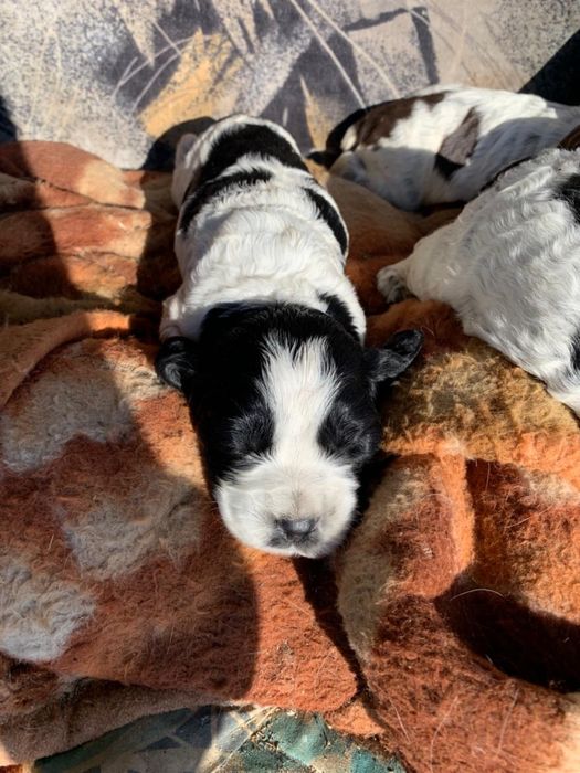 Продам щенят спаниеля