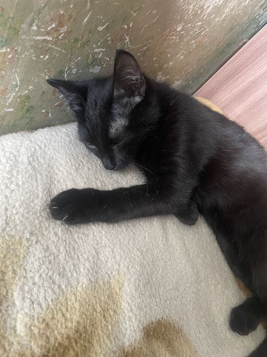 Отдам в добрые руки кота