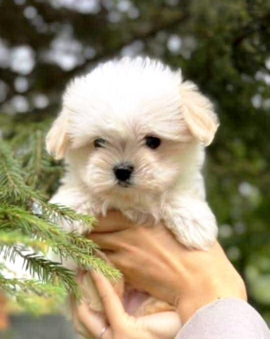 Bichon Mini Toy  Rasa Pura