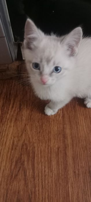 Отдам котят,два мальчика