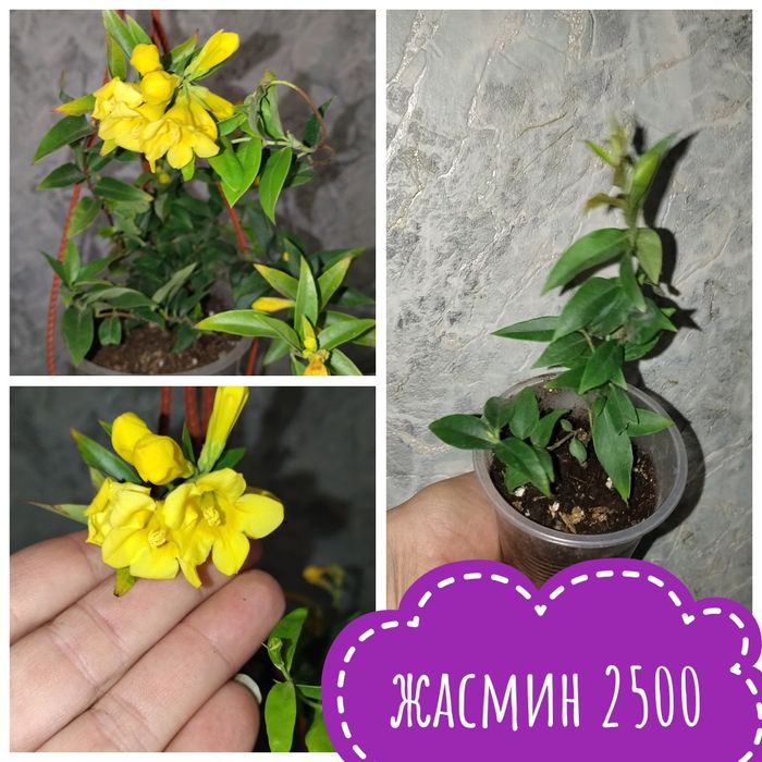 Цветы садовые и комнатные