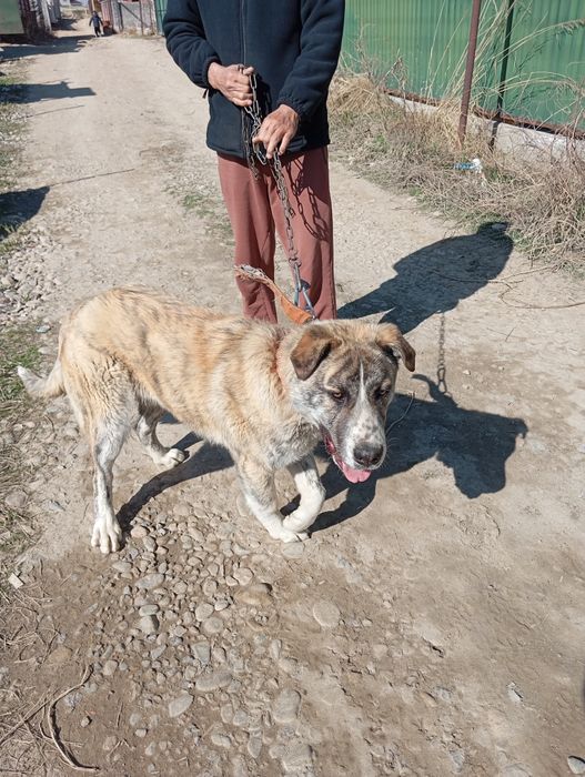 Щенок Алабая 4 месяца