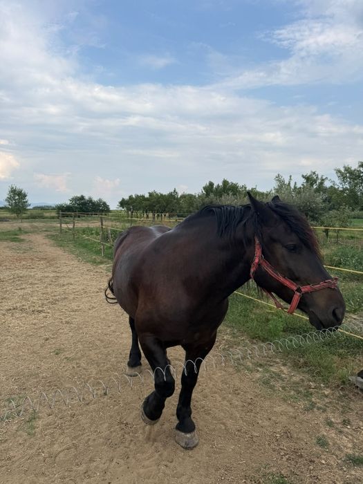 Iapă de vânzare   în Potău