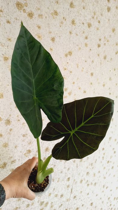 Алоказии регал и мишольца