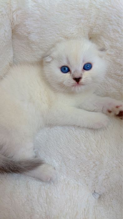 Поинт 2ойли киз бола