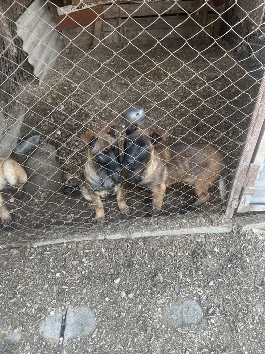 Кушктер сатылады