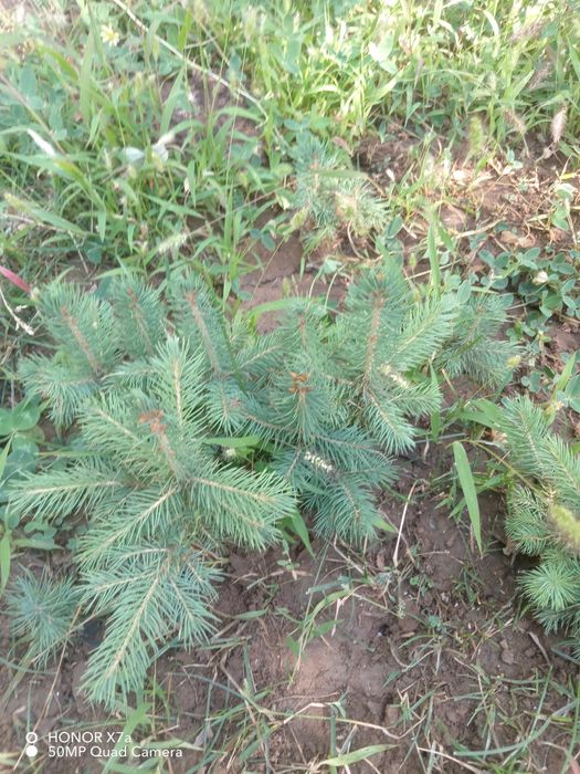 Арча эль Голубая