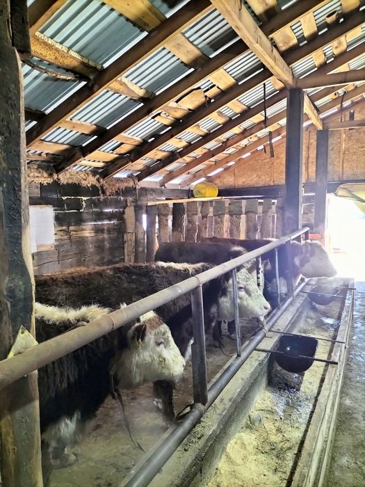 Бычки акбас ангус