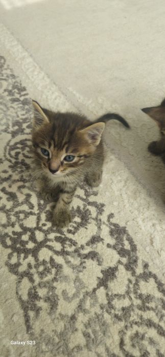 Дарю котят в добрые руки
