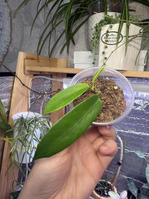 Суккуленты. Комнатные растения