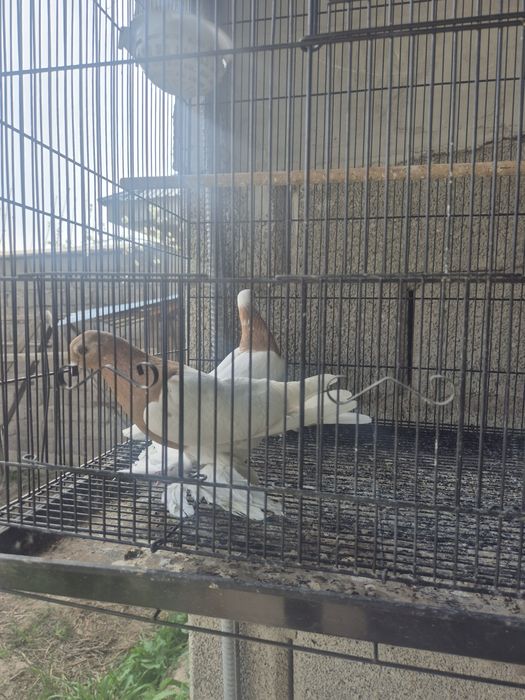 Кептерлер әр түрлі породалар