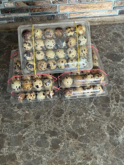 Ouă și puii de prepeliță