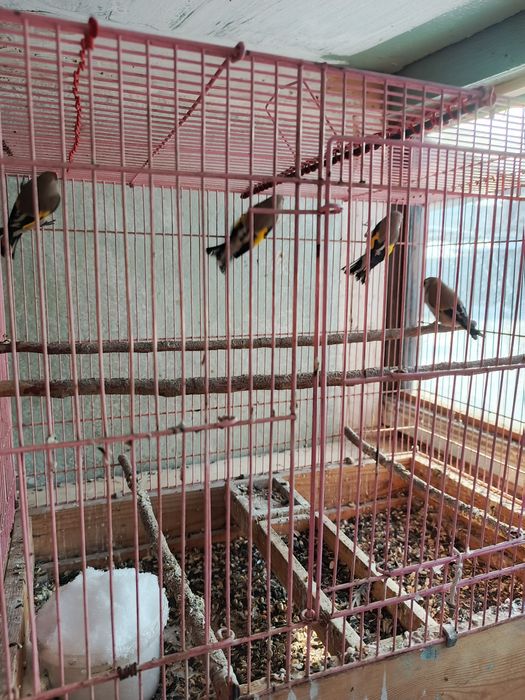 Щеглы  седоголовые простушки.