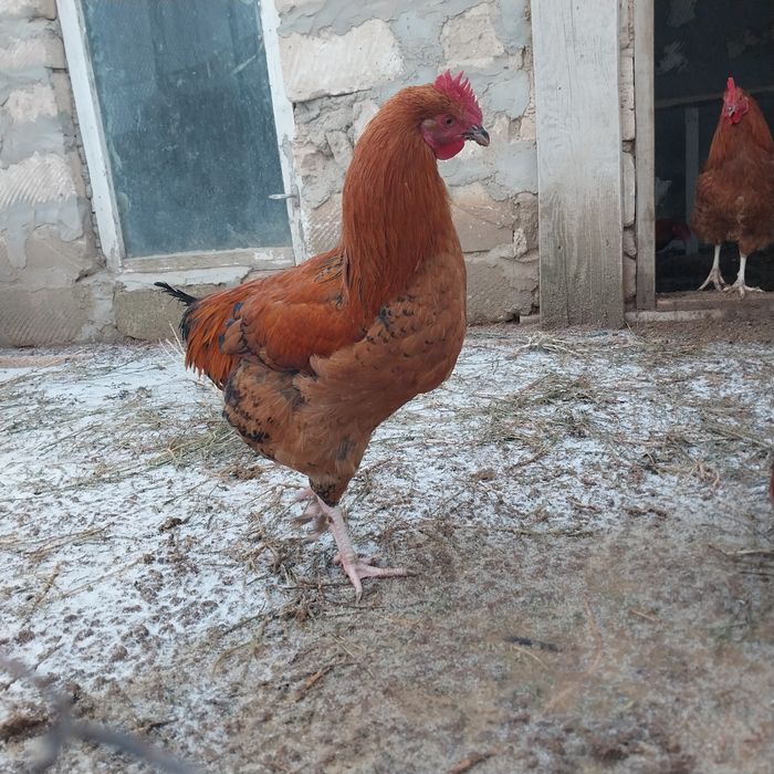 Осы қораз сатылады.