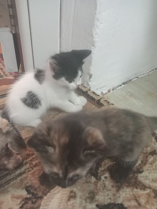 Кошка, котята в добрые руки