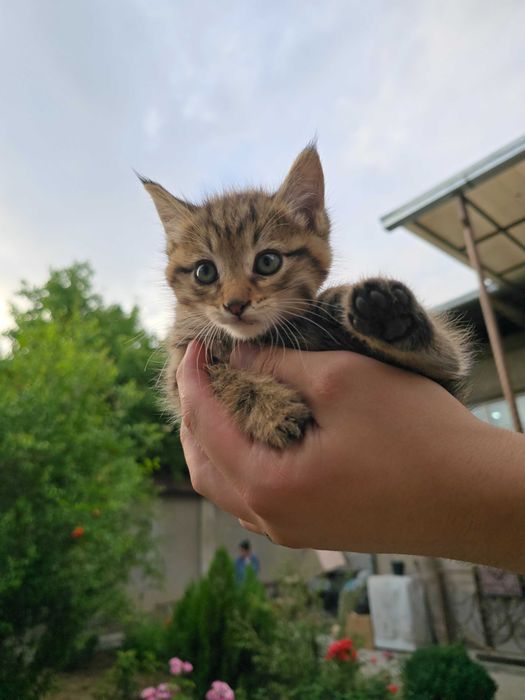 Котята ищут семьи!
