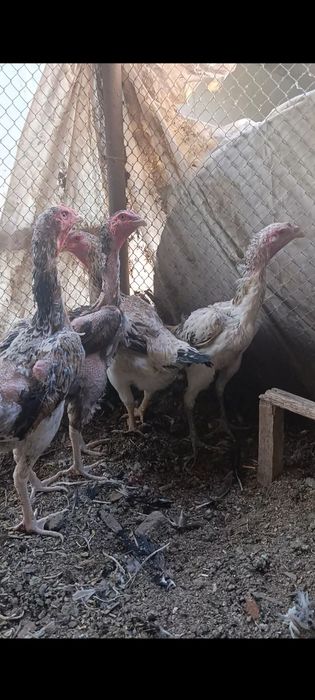 Бойцовский курица