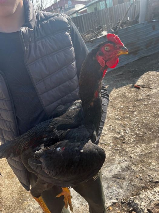 Продам петуха дакан