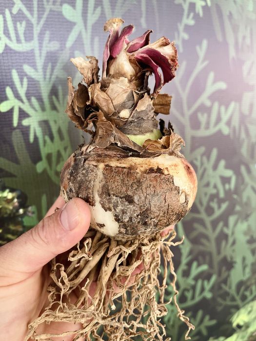 Луковицы Амариллисов или гиппераструм в продаже