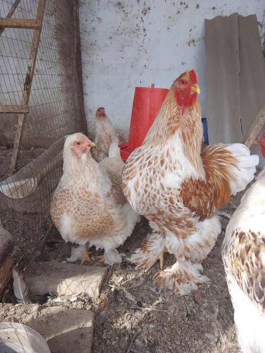 Акция и скидка Брама (Турция)