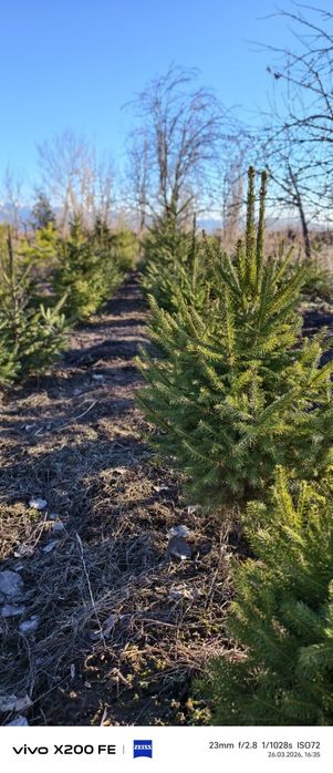 Продам Ёлки от 5000 тыс