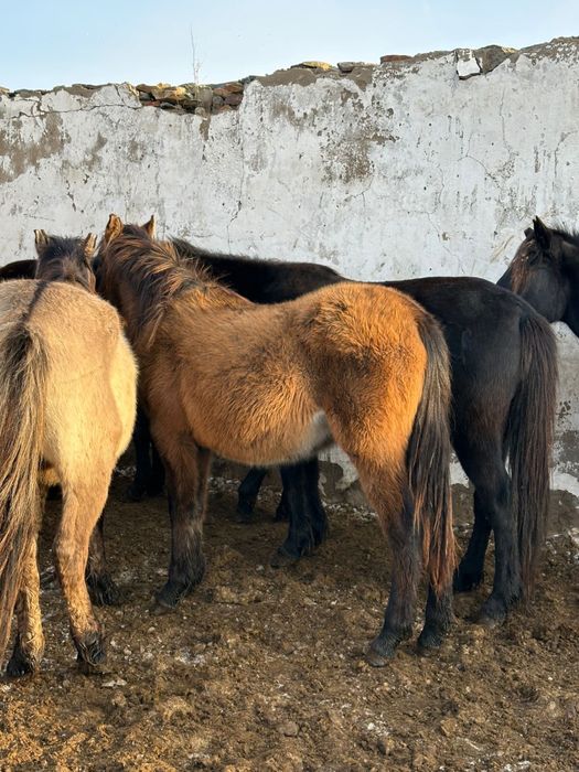 Соғым, тайлар сатылады, өрісте жүрген