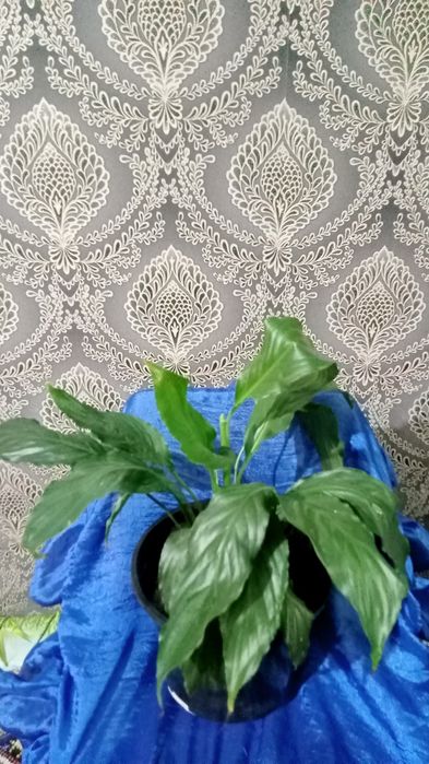Цветы.Спатифиллум