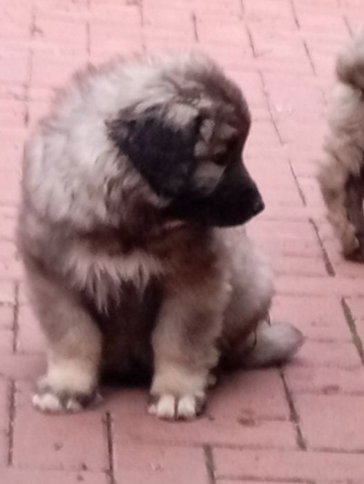 Ciobănesc caucazian