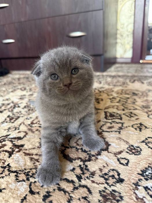 Продаются породистые котята Скотиш Фолд и Скотиш Страйд