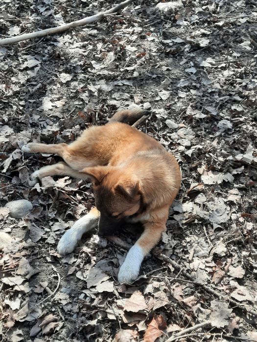 Отдаём щенка, бесплатно