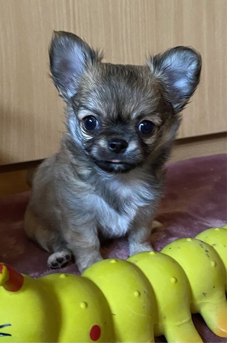 Продается щенок чихуахуа, девочка