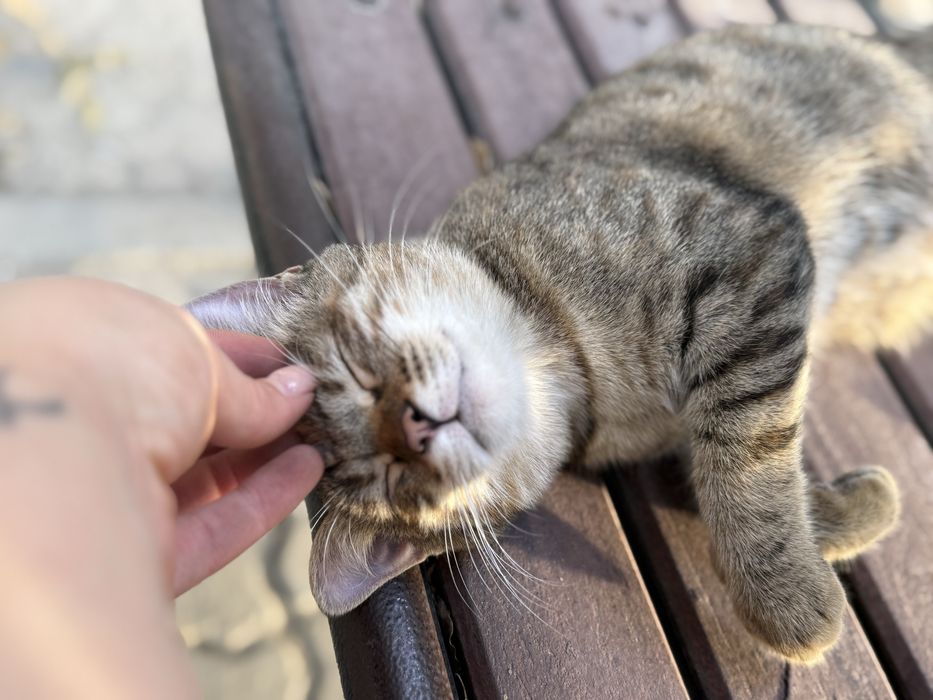 Самая ласковая кошка