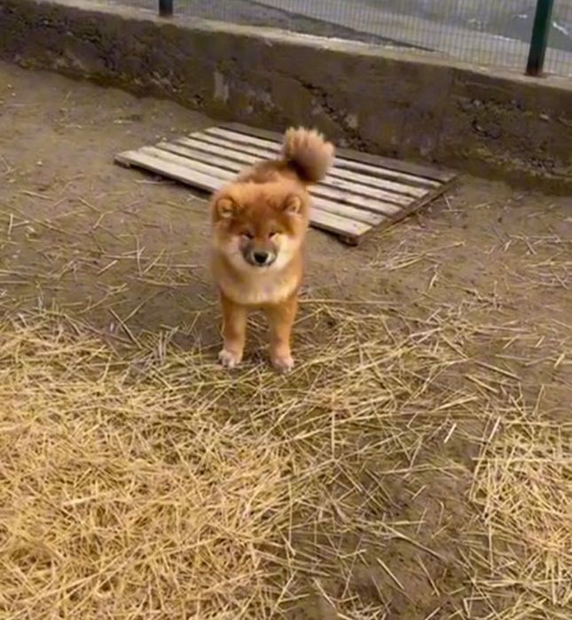 Готов к продаже щенок Сибы.