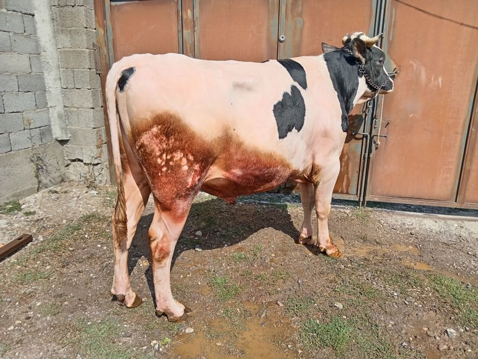 Бұқа бык Голштеин