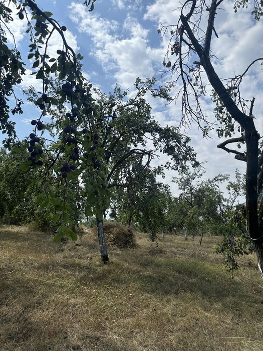 vând prune culese si ne culese