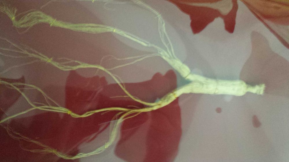 Женьшень китайский подарочный