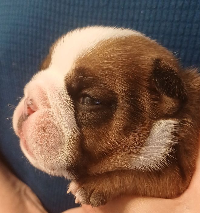 Щенки английского  бульдога