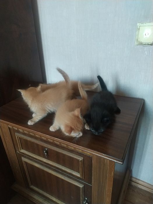 Отдам котят в доброе руки