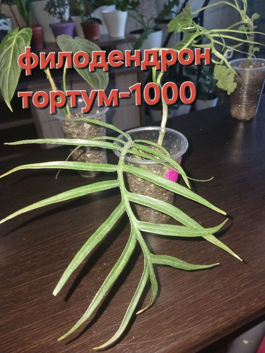 Продажа цветов, в наличии