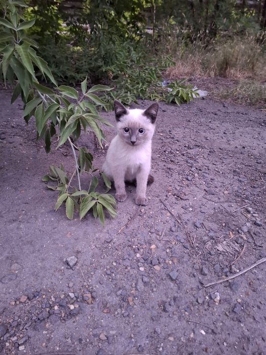 Отдам  красивых котят