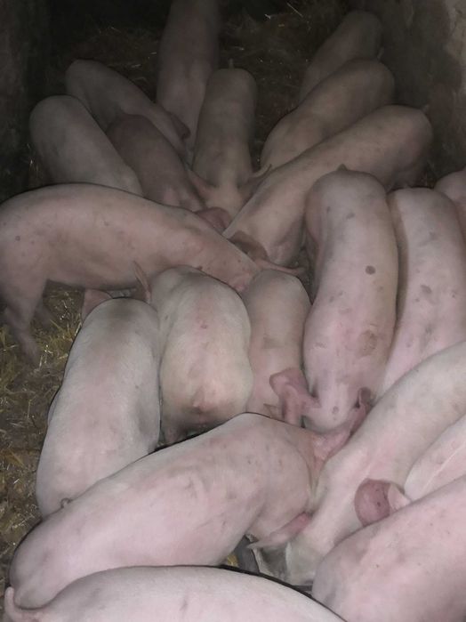 Свободни прасета 20 - 24 кг