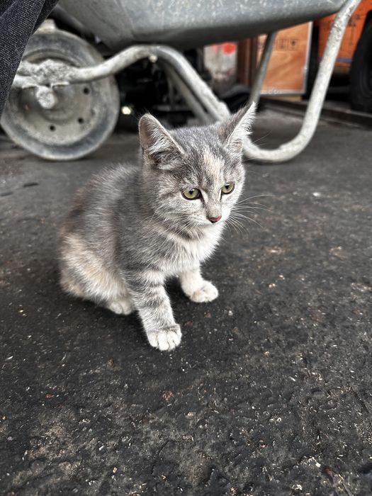 Добрые руки для котенка девочка