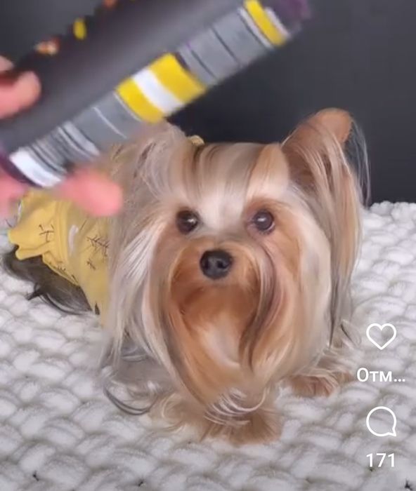 Йоркширский тельер щенки