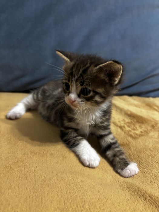 Котенок в добрые руки