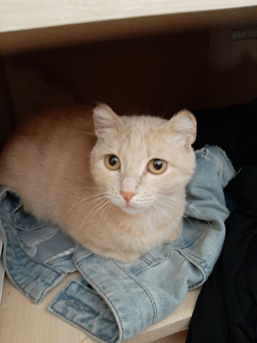 Отдам даром кошки девочки