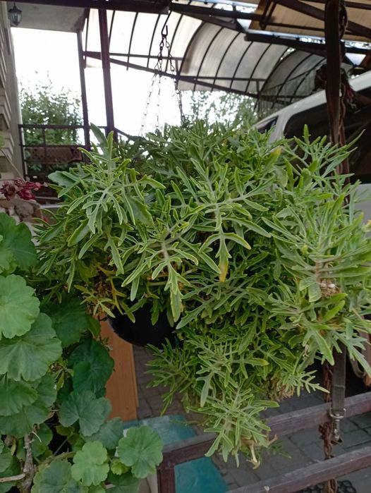 Продам комнатные растения в горшках